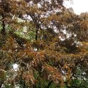 Gleditsia triacanthos 'Ruby Lace'